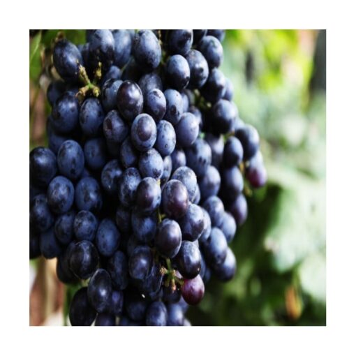 Red Berry, Black Grape, Eucalyptus, Aniseed and Menthol Concentrate
